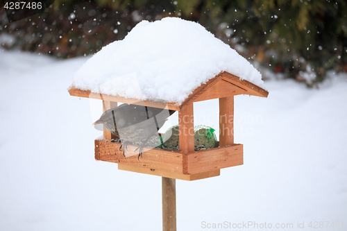 Image of Common blackbird blackbird in simple bird feeder