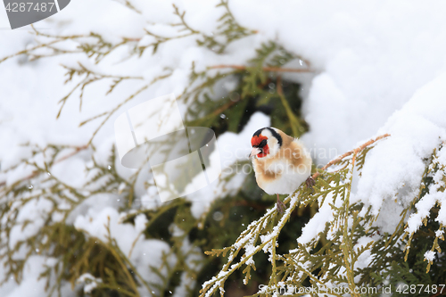 Image of small bird European goldfinch in winter