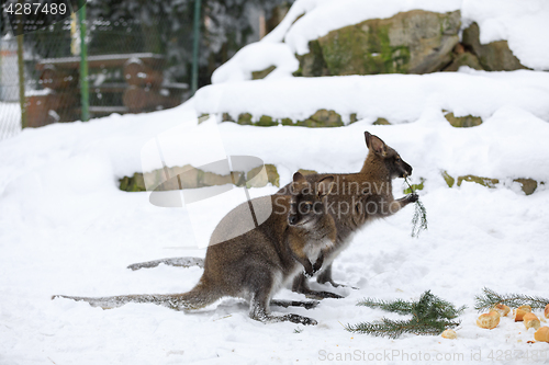 Image of Red-necked Wallaby in snowy winter