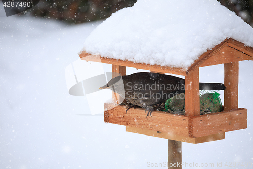 Image of Common blackbird blackbird in simple bird feeder