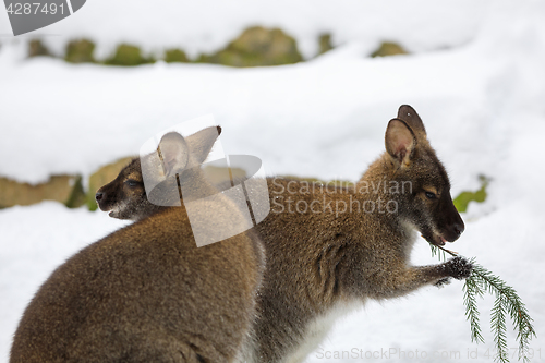 Image of Red-necked Wallaby in snowy winter