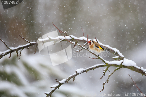Image of small bird European goldfinch in winter