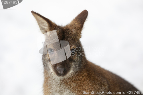 Image of Red-necked Wallaby in snowy winter