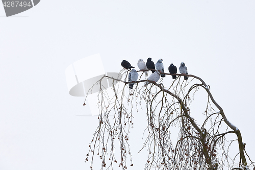 Image of pigeons sitting on the branch in winter