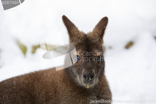 Image of Red-necked Wallaby in snowy winter