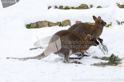 Image of Red-necked Wallaby in snowy winter