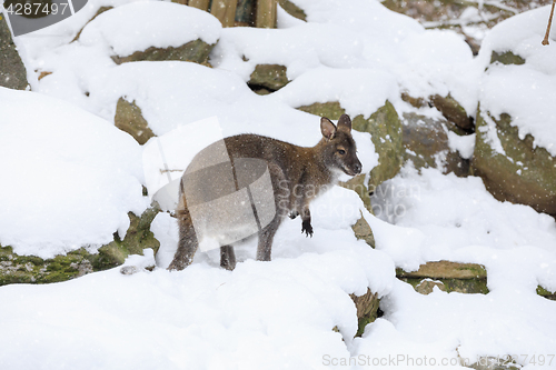 Image of Red-necked Wallaby in snowy winter