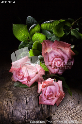 Image of Roses And Old Wood