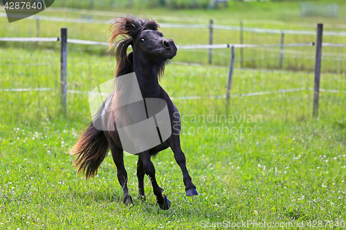 Image of Beautiful Horse in Motion