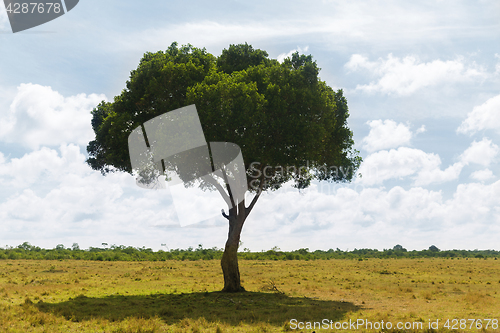 Image of acacia tree in savannah at africa