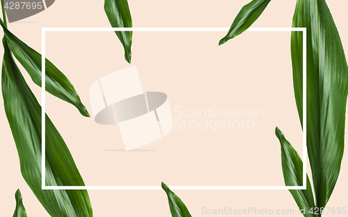 Image of green leaves with rectangular frame over beige