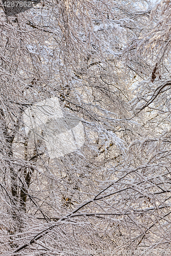 Image of Detail of a Forest in Winter 