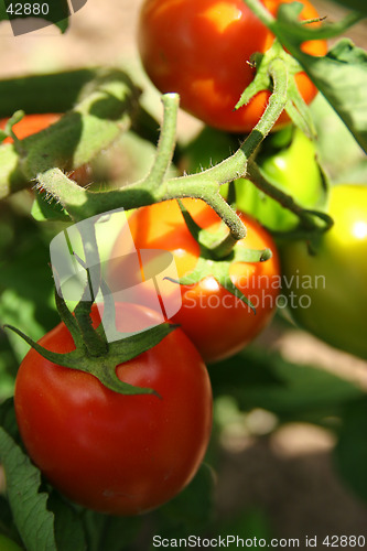 Image of Tomatoes on the vine