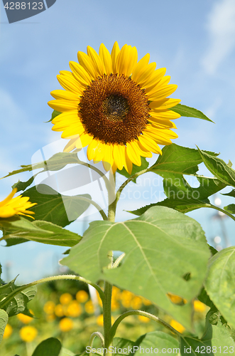 Image of Yellow big sunflower and blue sky