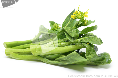 Image of Bunch of floral choy sum green vegetable