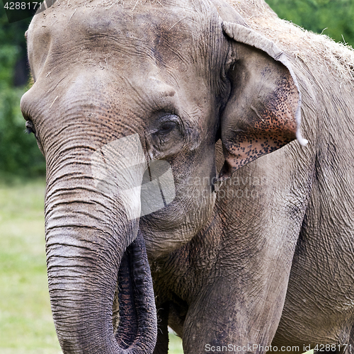 Image of Head of elephant (Asian or Asiatic elephant)