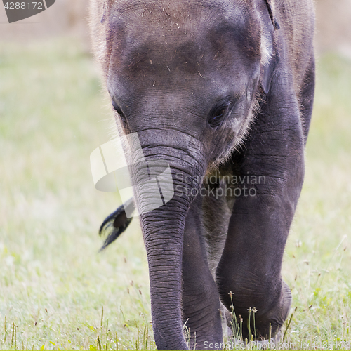 Image of Head of elephant (Asian or Asiatic elephant)