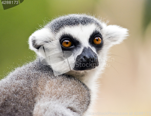 Image of Head of ring-tailed lemur (Lemur catta)