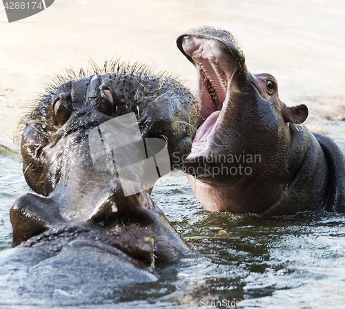 Image of Young and adult hippo (hippopotamus)