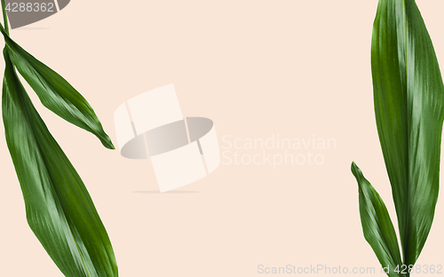 Image of green leaves with blank space on beige background
