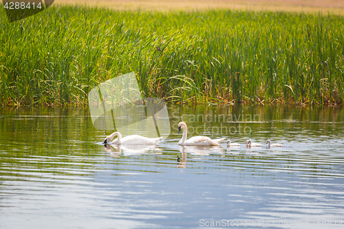 Image of Family of Swan Swimming in the Water.