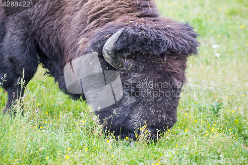 Image of Large Bison Feeding in the Meadow.