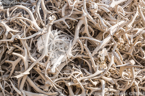 Image of Pile of Various Animal Skulls and Elk Antlers.