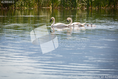 Image of Family of Swan Swimming in the Water.