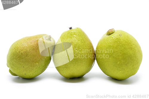 Image of Chinese fragrant pear