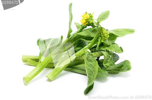 Image of Bunch of floral choy sum green vegetable