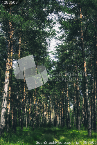 Image of Summer Pine Forest