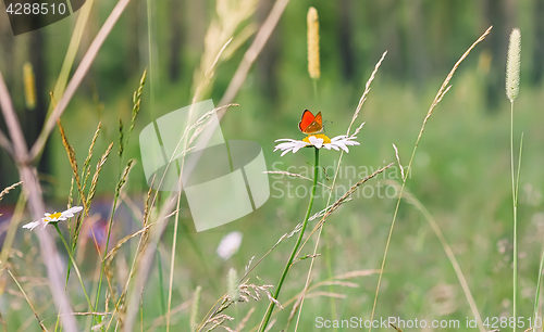 Image of Red Butterfly On a Daisy