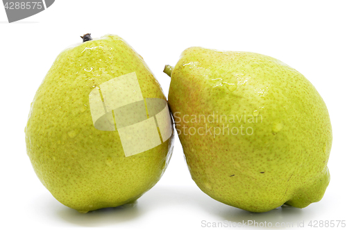 Image of Chinese fragrant pear