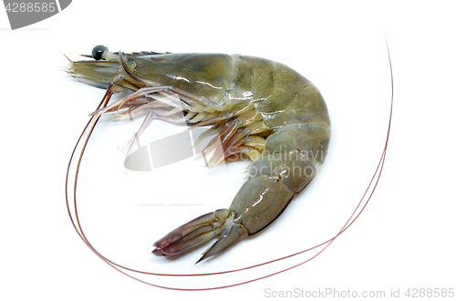 Image of Fresh raw prawns