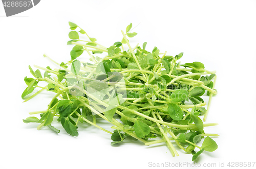 Image of Bunch of pea shoots