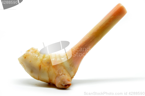 Image of Galangal Thai ginger