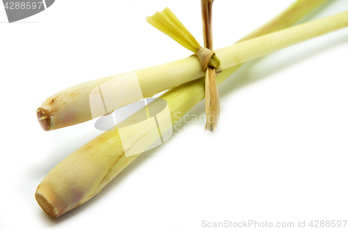 Image of Fresh lemon grass on white background