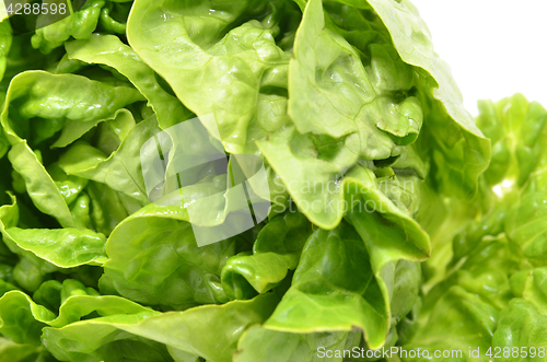 Image of Green butter head lettuce