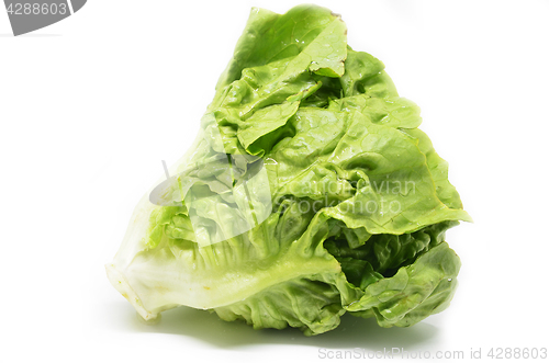 Image of Green butter head lettuce