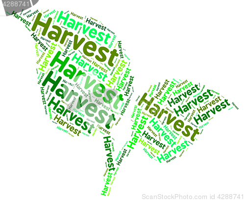 Image of Harvest Word Shows Grain Produce And Text