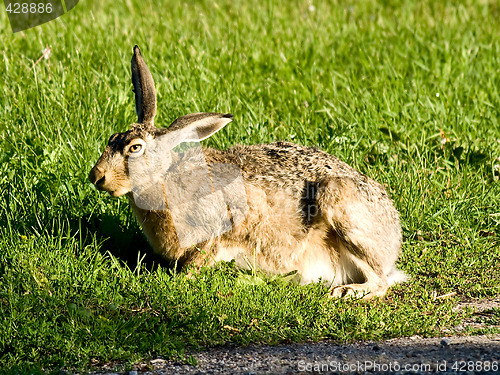 Image of hare