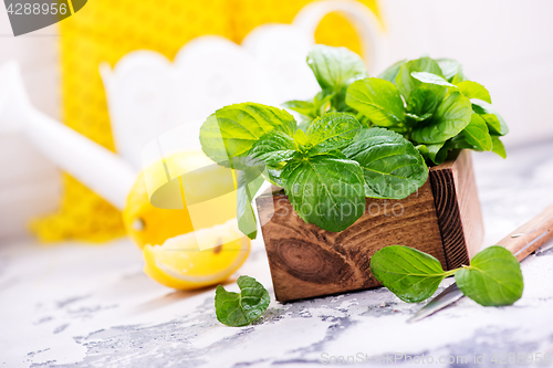 Image of fresh mint