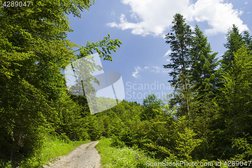 Image of Forest summer road