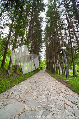 Image of Evergreen park alley