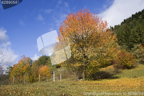 Image of Autumn trees and evergreen forest