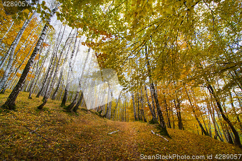 Image of Silver birch forest in autumn