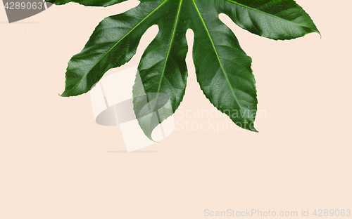 Image of green leaves over beige background