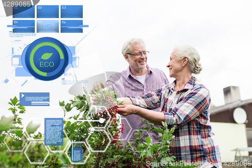 Image of senior couple harvesting currant at summer garden