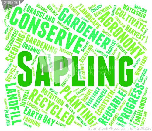 Image of Sapling Word Means Tree Trunk And Cultivate