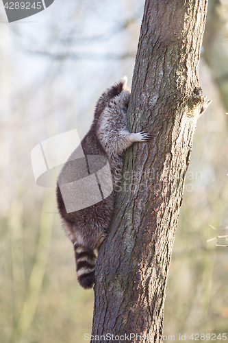 Image of Raccoon up a tree